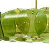 Venetian Glass, Impressive Drum Chandelier, Green, Murano, Italy, IN STOCK